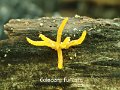 Calocera furcata-amf1868